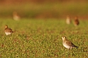 Golden plover - E